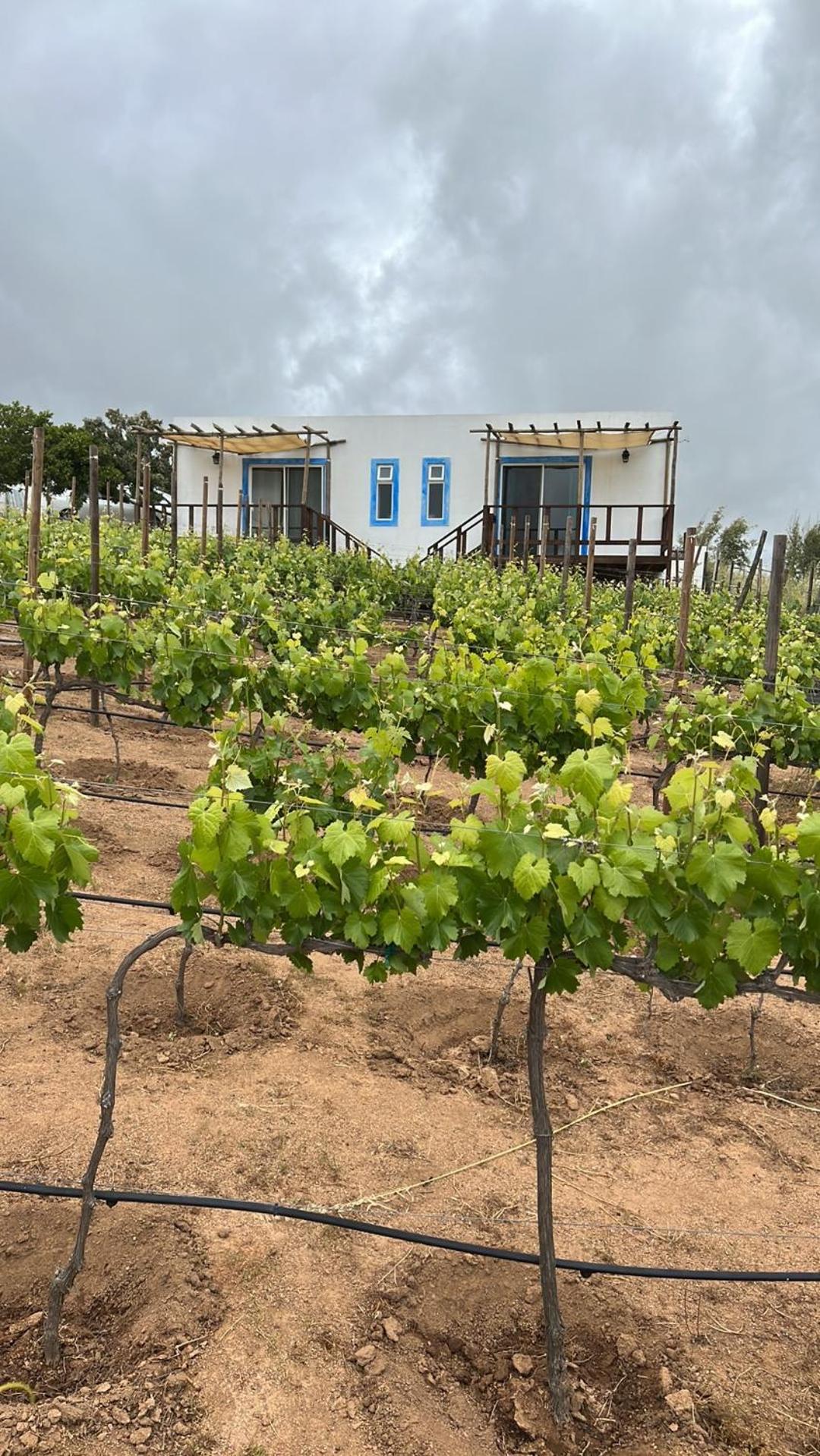 Santerra, Valle De Guadalupe Luaran gambar